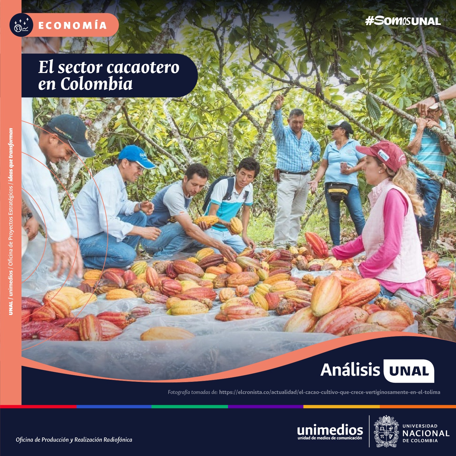 Análisis UNAL: El sector cacaotero en Colombia