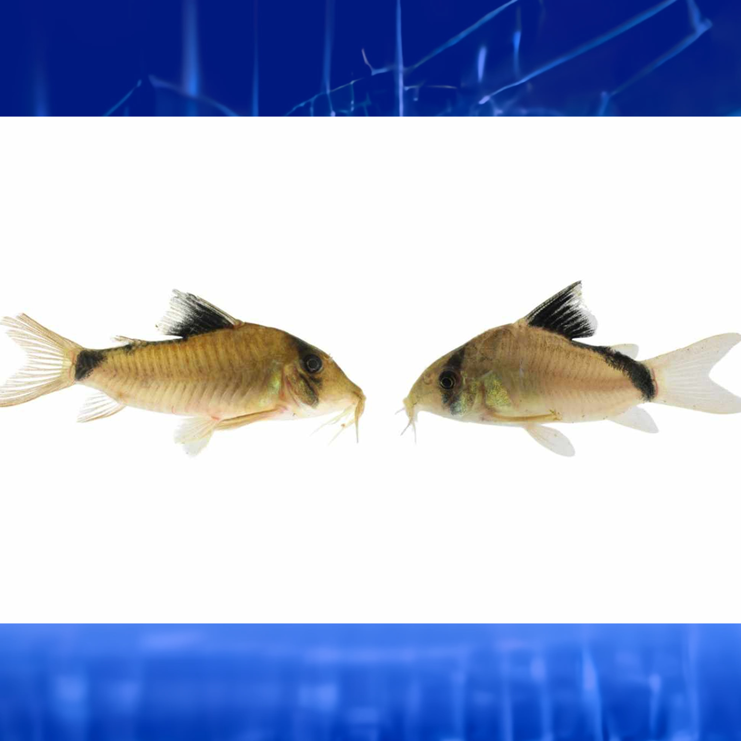 Foto: agenciadenoticias.unal.edu.co