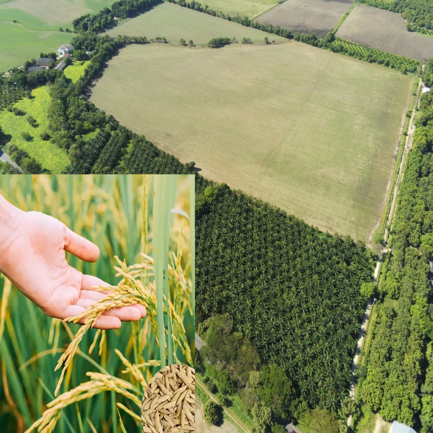 Foto: Jorge Enrique Gómez Hernández